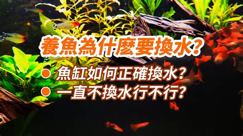 魚死了要換水嗎|避免魚隻死亡 新手養魚須知 – 寵物百科